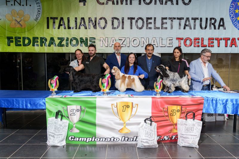 Spaniel Libera